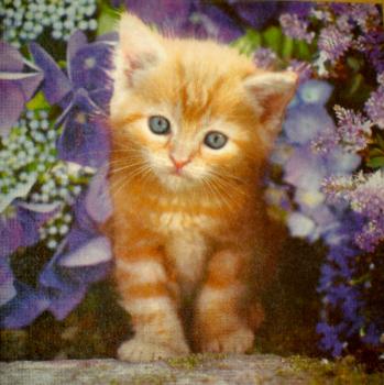 051 Cats - 3-ply - ppd - Greg Cuddiford